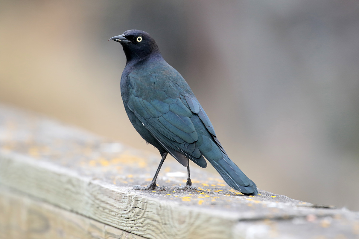 Brewer's Blackbird - Brewer's troepiaal